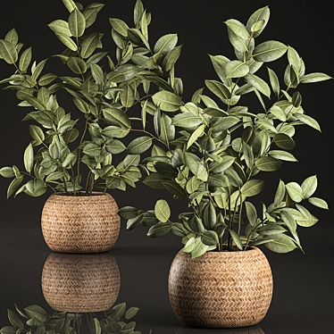 Indoor Plant Collection: Ficus Elastica in Rattan Basket 3D model image 1 