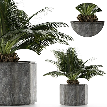 Exotic Palm Tree: House Plant 28 3D model image 1 