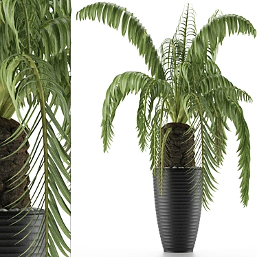 Exotic Palm Tree: House Plant 41 3D model image 1 
