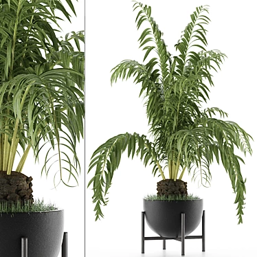 Exotic Palm: House Plant 42 3D model image 1 