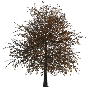 Seasonal Oak Tree: Summer & Autumn 3D model image 1 