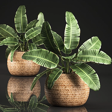 Exotic Indoor Plant Collection 3D model image 1 