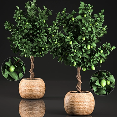 Exotic Lime Tree in Rattan Basket 3D model image 1 