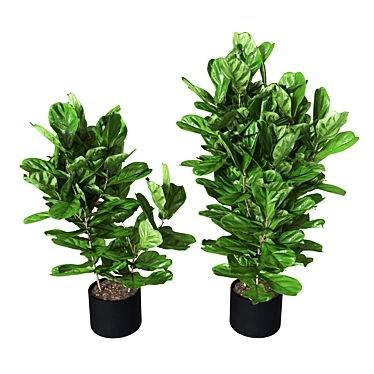 Ficus pandurata: Lush Green Pot Accent 3D model image 1 