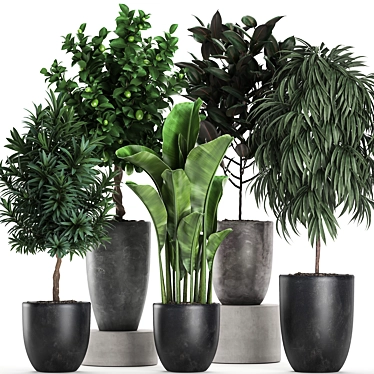 Exotic Indoor Plant Collection 3D model image 1 