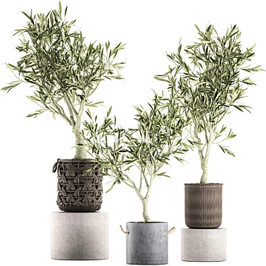 Exotic Olive Tree in Rattan Basket  3D model image 1 