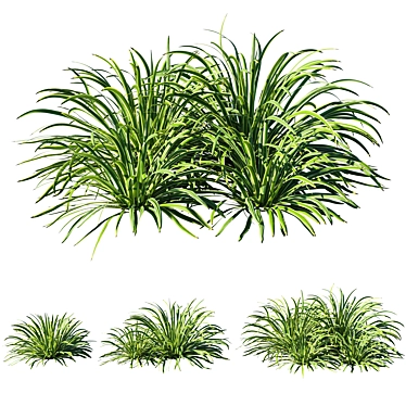 Versatile Liriope Grass: Dimensional, Render-Ready! 3D model image 1 