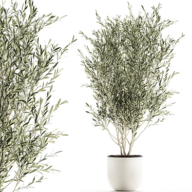 Exotic Olive Tree in White Pot 3D model image 1 