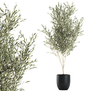 Exotic Olive Tree in Black Planter 3D model image 1 