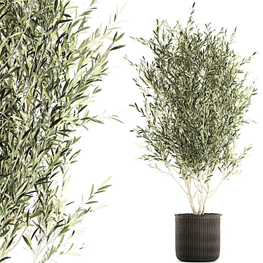 Exotic Olive Tree in Rattan Basket 3D model image 1 
