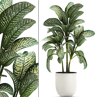 Exotic Dieffenbachia Plant in White Vase 3D model image 1 