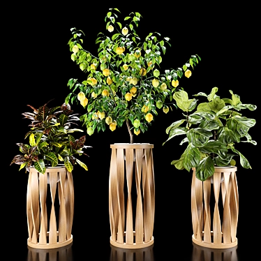 Tropical Plant Set: Croton, Ficus, Limon 3D model image 1 