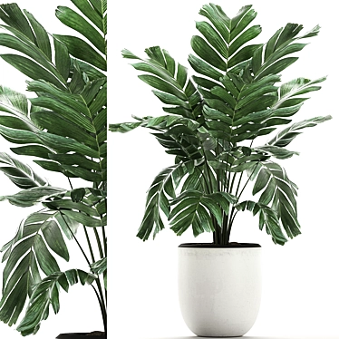 Exotic Chamaedorea: White Pot Palms 3D model image 1 