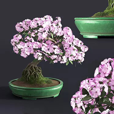 Japanese azalea bonsai