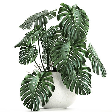 Monstera Plant | White Vase | Exotic Indoor Plant 3D model image 1 