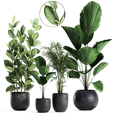 Exotic Plant Collection in Black Vase 3D model image 1 