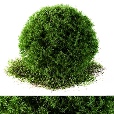 Wild Circle Outdoor Bush: Needle Grass - 54 3D model image 1 
