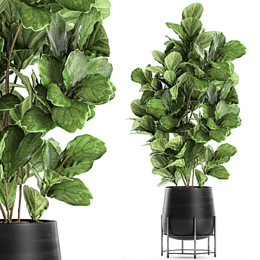 Exotic Ficus Lyrata Plant Collection 3D model image 1 