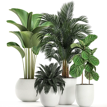 Tropical Plant Collection: Exotic Ficus & Palm 3D model image 1 