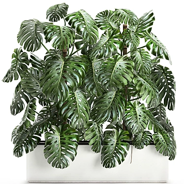 Exotic Monstera Plant Collection 3D model image 1 