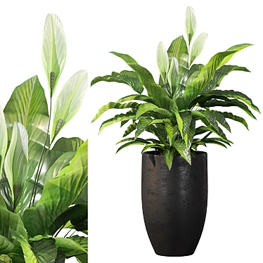 Exquisite Peace Lily Collection 3D model image 1 