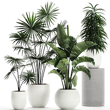 Exotic Plant Collection: Banana Palm, Ravenala, Strelitzia 3D model image 1 