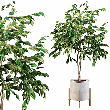 Elegant Ficus Benjamina Tree 3D model image 1 