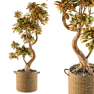 Croton Bonsai: Vibrant Indoor Tree 3D model image 1 