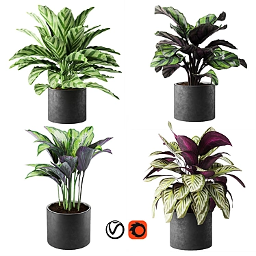 Exquisite Calathea Collection: Fasciata, Beauty Star, Freddie, Cora 3D model image 1 