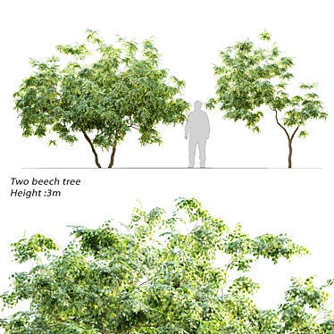 Beech Twin Trees - 3m Height 3D model image 1 