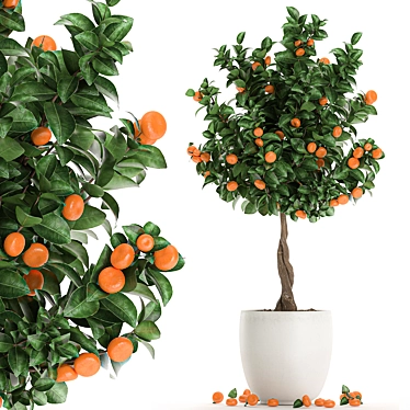 Exotic Mandarin Tree in White Pot 3D model image 1 