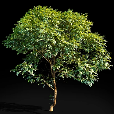 Tall Ash Tree | 8.7m Height 3D model image 1 