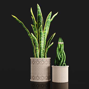 Braided Sansevieria: Macrame Planters 3D model image 1 