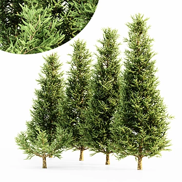 Premium Fraser Fir Tree Collection 3D model image 1 