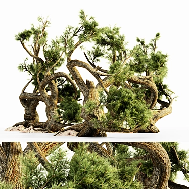  Majestic Jeffrey Pine Tree Collection 3D model image 1 