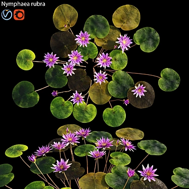 Waterlily Model Collection - 4 Formats 3D model image 1 