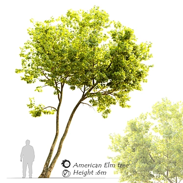 Majestic American Elm Tree 3D model image 1 