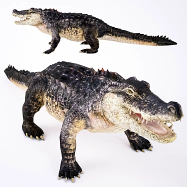 Premium Crocodile 3D Model 3D model image 1 