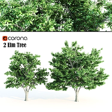 Tall Elm Trees: 14-16m 3D model image 1 