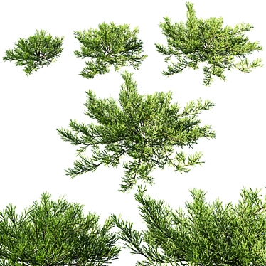 2014 Juniperus Horizontalis Model - High Quality 3D Plant 3D model image 1 