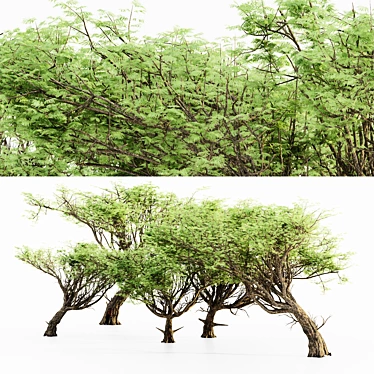 Acacia 02 Tree Collection: Variety of Heights & Excellent 3D Detail 3D model image 1 