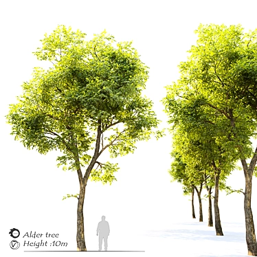  Tall and Majestic Alder Tree 3D model image 1 
