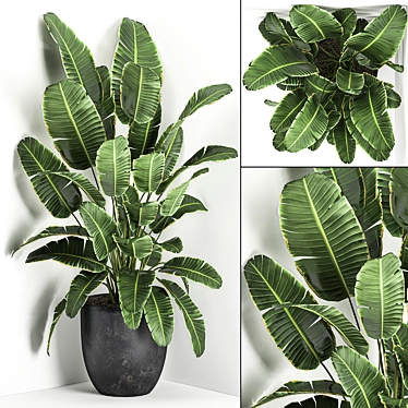 Exotic Corner Plant Collection 3D model image 1 