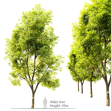  Majestic Alder Tree - 15m Tall 3D model image 1 