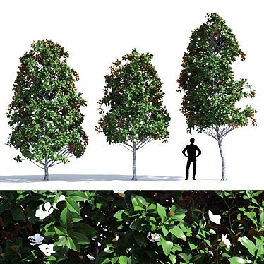 Magnificent Magnolia Tree Trio 3D model image 1 