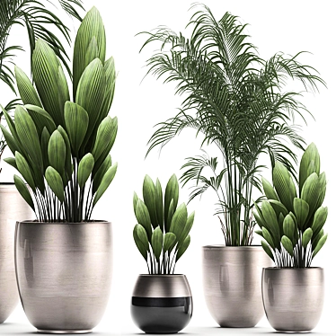 Tropical Plant Collection - Exotic & Decorative Palms 3D model image 1 