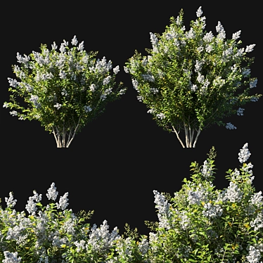 White Myrtle Bush: 2014 Edition 3D model image 1 