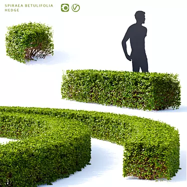 Spirea Hedge - Bendable Birch-leaved Greenery 3D model image 1 