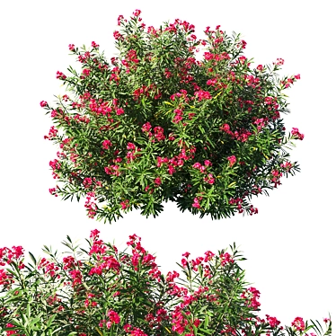 Elegant Nerium Oleander Bush 3D model image 1 