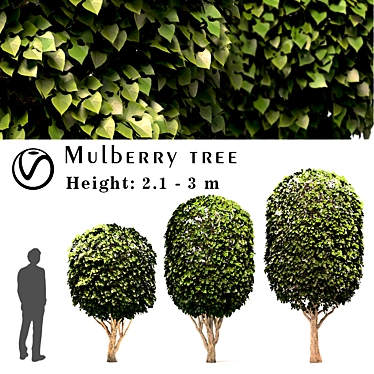 Moroccan Mulberry Tree Set 3D model image 1 